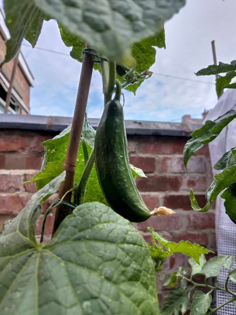 small cucumber